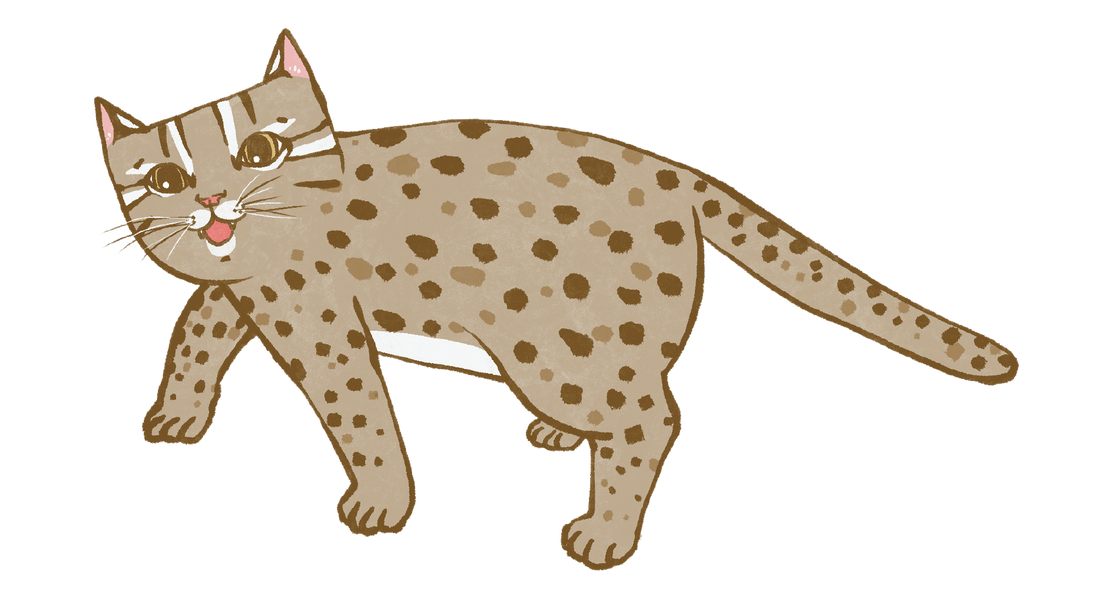 Leopard cat ❘ 保育計畫